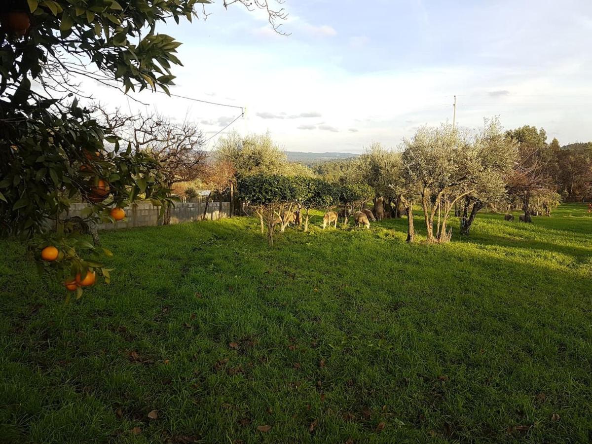 Quinta Jr - Casa De Campo Carregal  Zewnętrze zdjęcie
